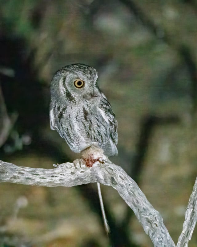 20260325-Owls-98-Edit.jpg 20260325-Owls-98-Edit.jpg