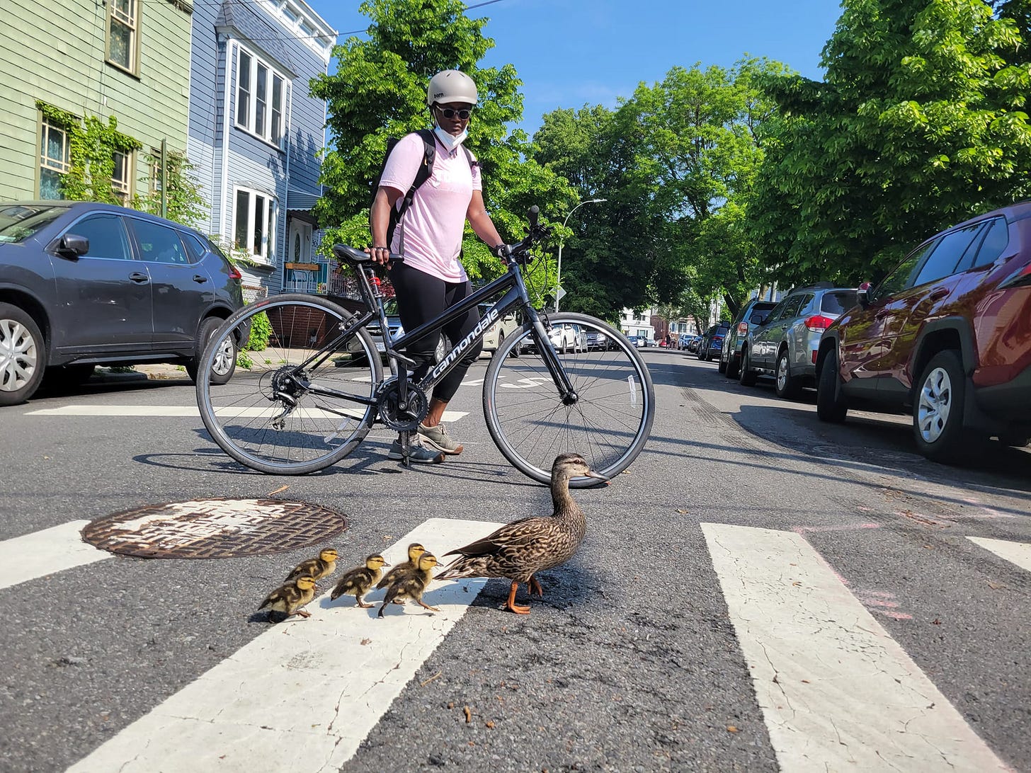 evidence of kindness: shepherding ducklings in Brooklyn evidence of kindness: shepherding ducklings in Brooklyn