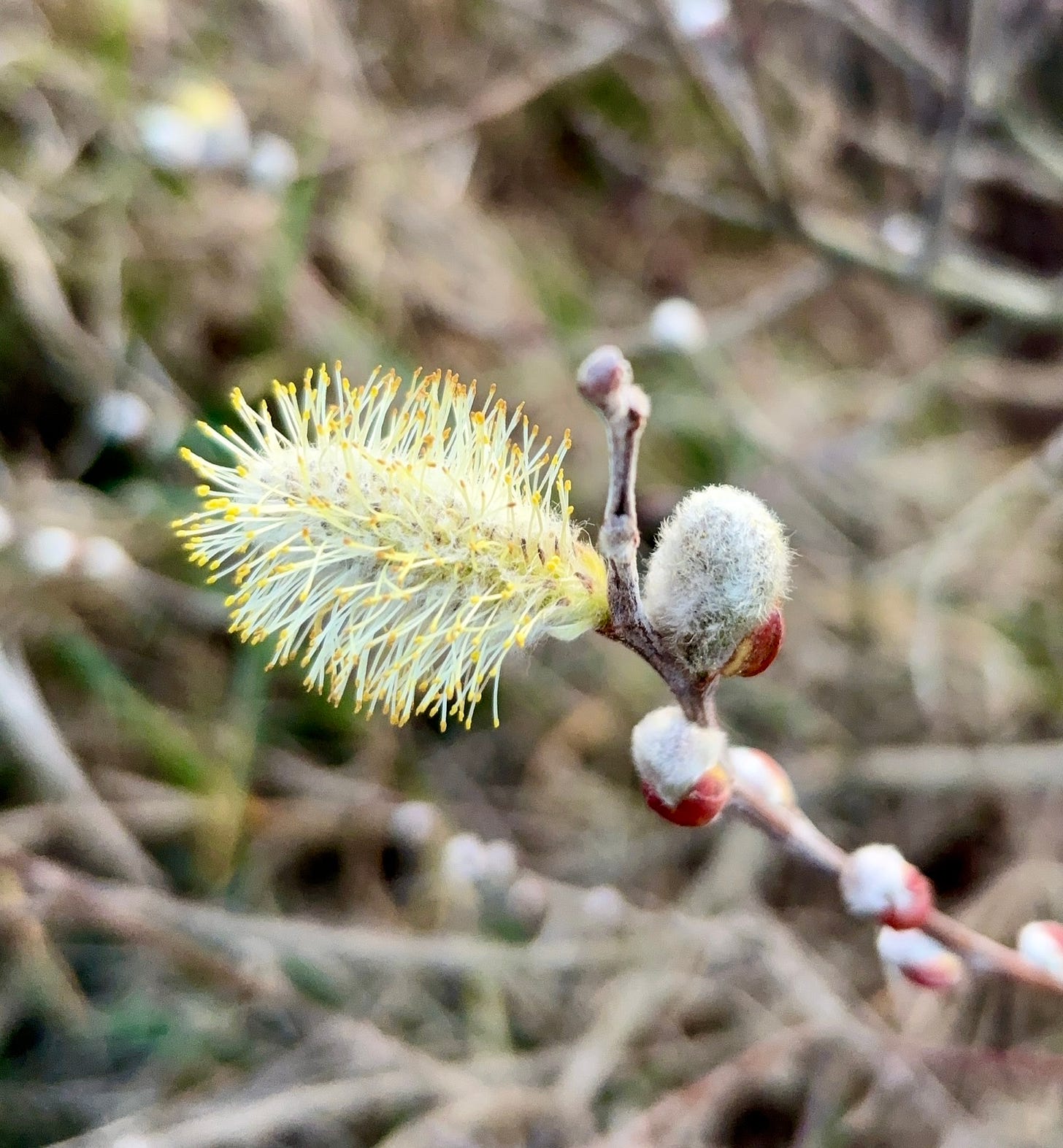 A blossoming willow catkin at the end of a thin branch on which there are several red buds and one fluffy grey catkin.