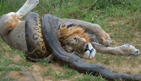 lion fighting python