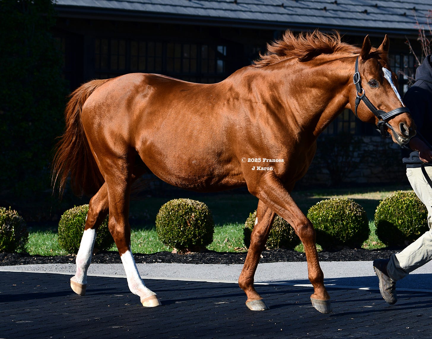 Curlin at Hill ‘n’ Dale last December. Curlin at Hill ‘n’ Dale last December.
