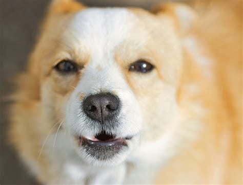 Funny Dog Face Photos, Download The BEST Free Funny Dog Face Stock Photos & HD Images Funny Dog Face Photos, Download The BEST Free Funny Dog Face Stock Photos & HD Images