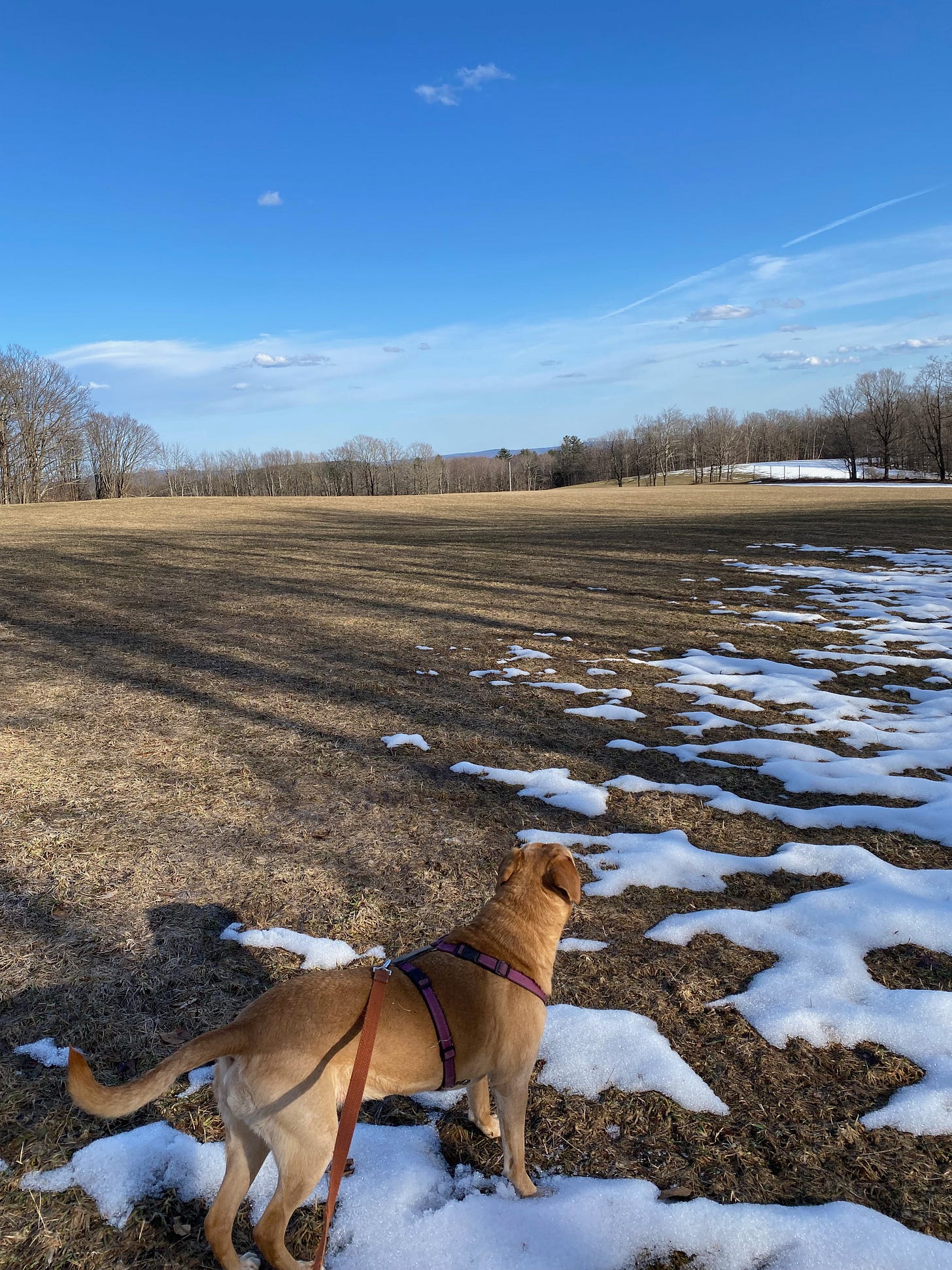 A mostly brown field under a bright blue sky. Snow lingers on the field edges. Nessa stands in the foreground, her face toward the horizon.
