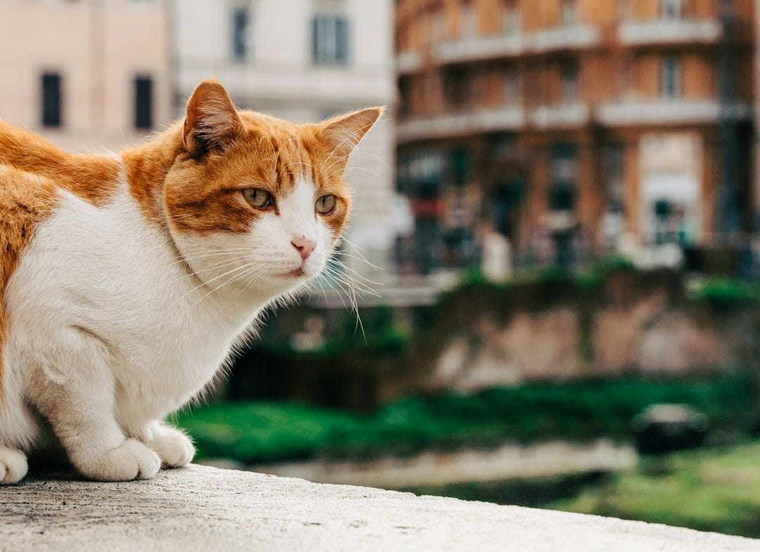 orange and white cat on white concrete floor