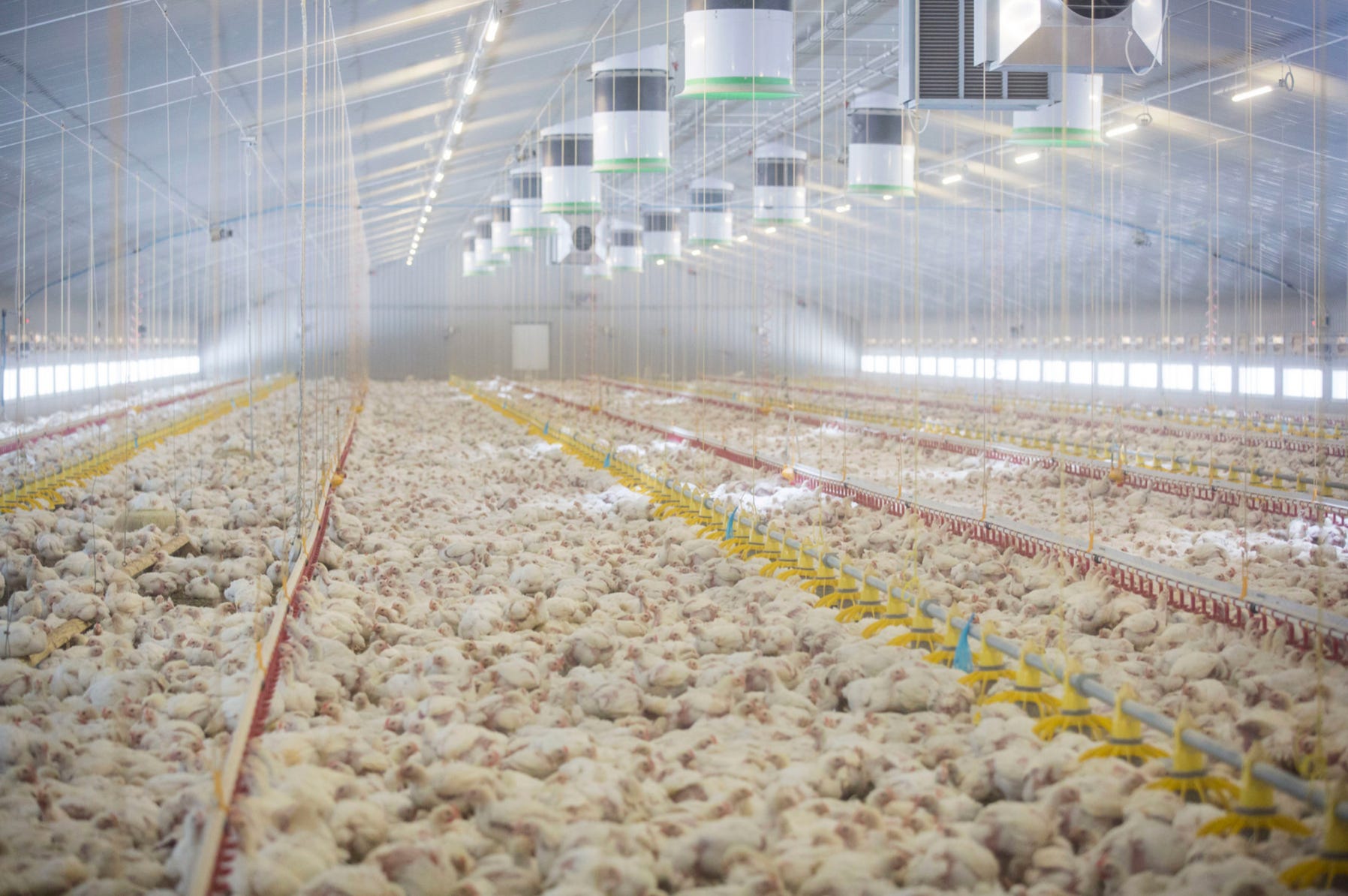 Mega Farm The Rise of the Mega-Farm State - Animal Rising