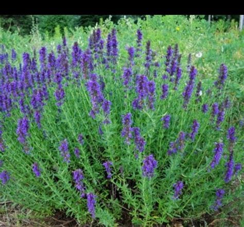 Official Hyssop Hyssopus officianalis Seeds | Etsy | Plants, Perennial herbs, Organic plants