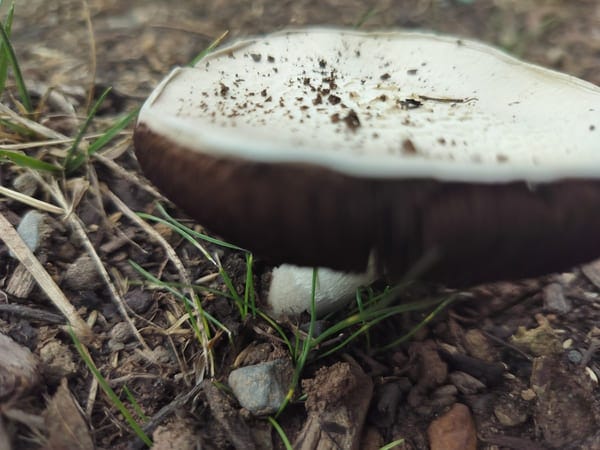Close-up of a white-capped mushroom with a brown stem growing in grassy soil, surrounded by small rocks and dirt.