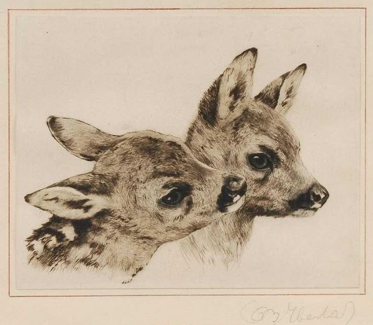 This may contain: two deers are looking at each other in the same direction