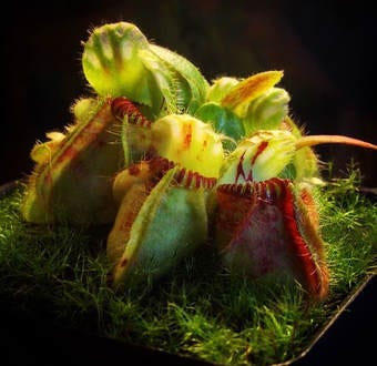 GROWING CEPHALOTUS FOLLICULARIS - by Dan DiPietro
