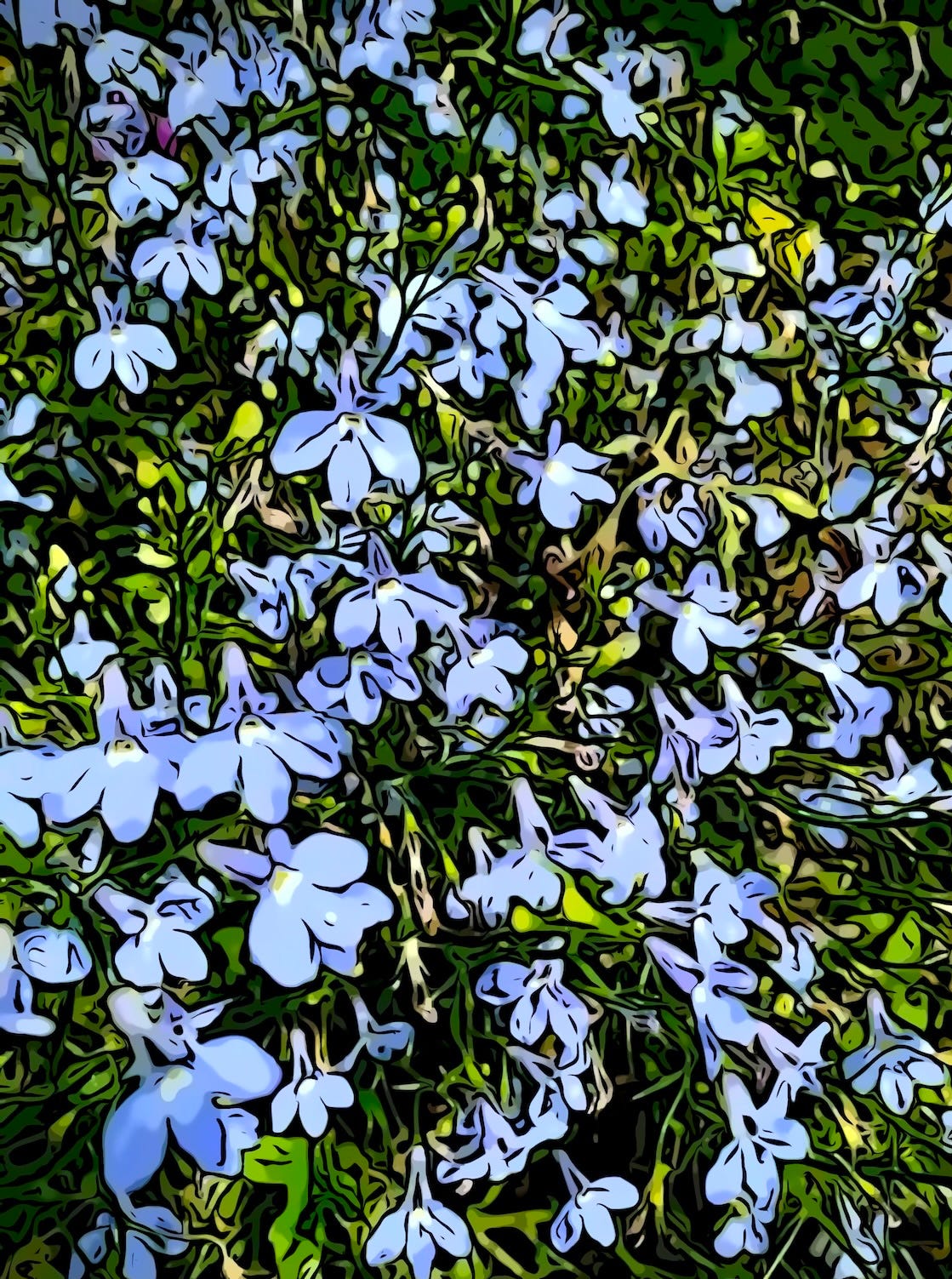 Patch of blue wildflowers Patch of blue wildflowers