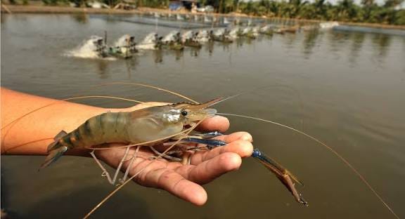 Giant river prawn farmers in Mekong Delta enjoy bumper crop - Undercurrent News Giant river prawn farmers in Mekong Delta enjoy bumper crop - Undercurrent News