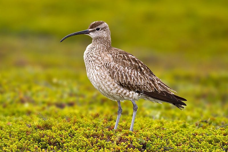 File:Whimbrel Numenius phaeopus.jpg