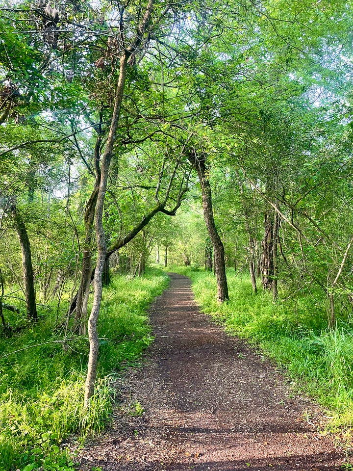 Photo of one of the trails and the copperhead we almost stepped on.