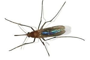 Pretty bug
