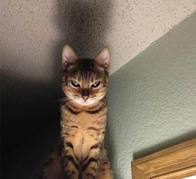 boriquagato.substack.com