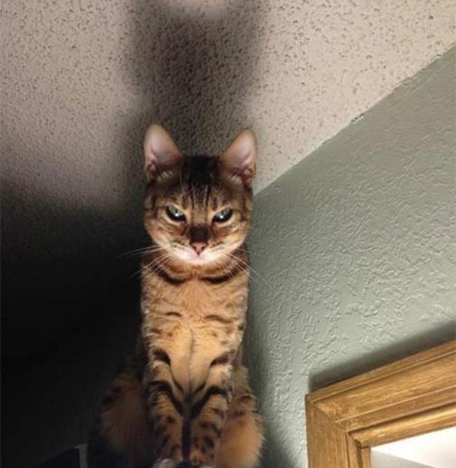 boriquagato.substack.com