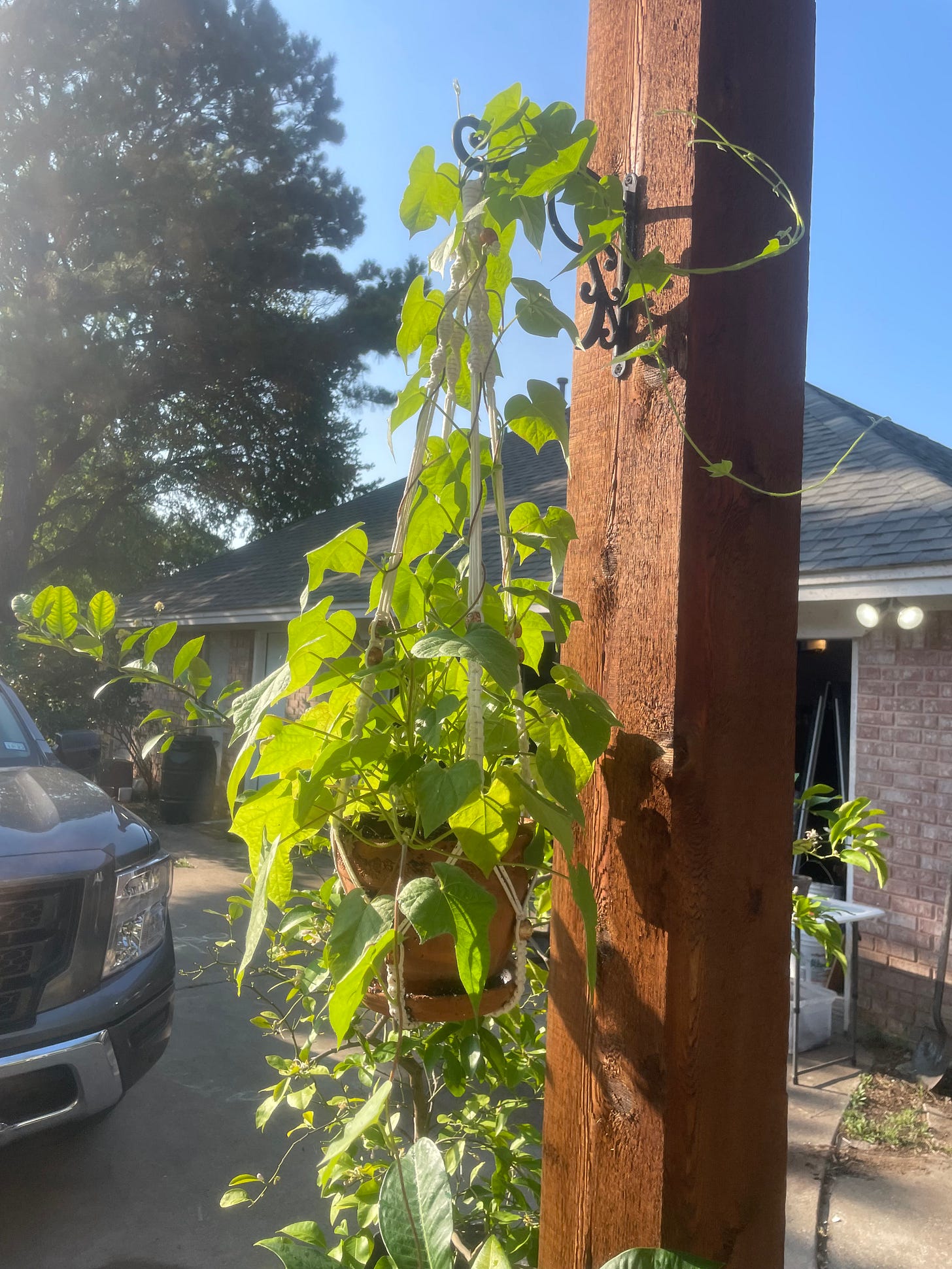 Morning glories