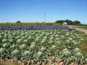 Green and purple cabbages--no corn in sight!