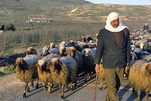 Israel, Golan Heights, shepherd with his sheep on the hillside