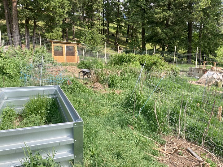 garden area overgrown with grass