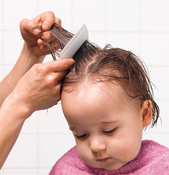 combing for head lice - lice close up stock pictures, royalty-free photos & images