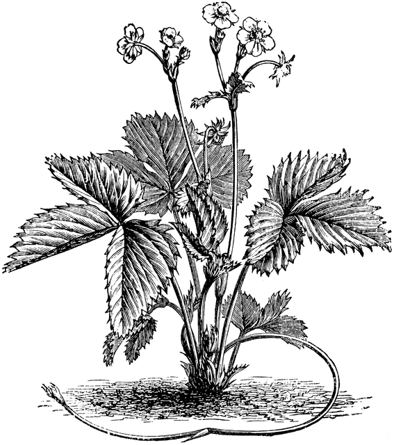 Wild Strawberry | ClipArt ETC