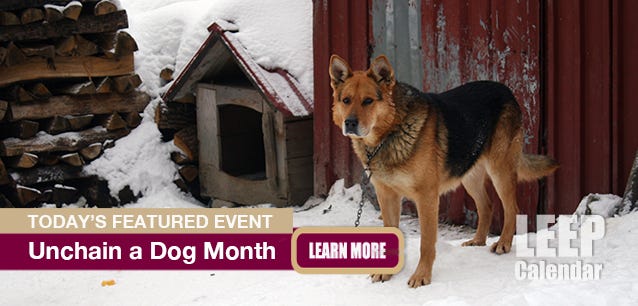 A healthy guard dog in Romania with adequate shelter—photo LD Lewis