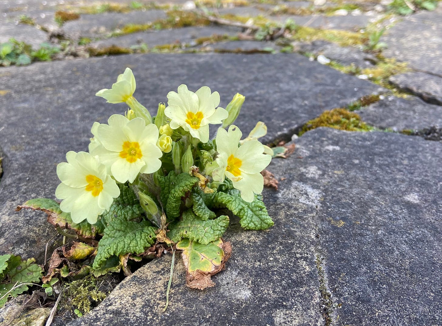 Primrose, Primula vulgaris, growing between paving Primrose, Primula vulgaris, growing between paving