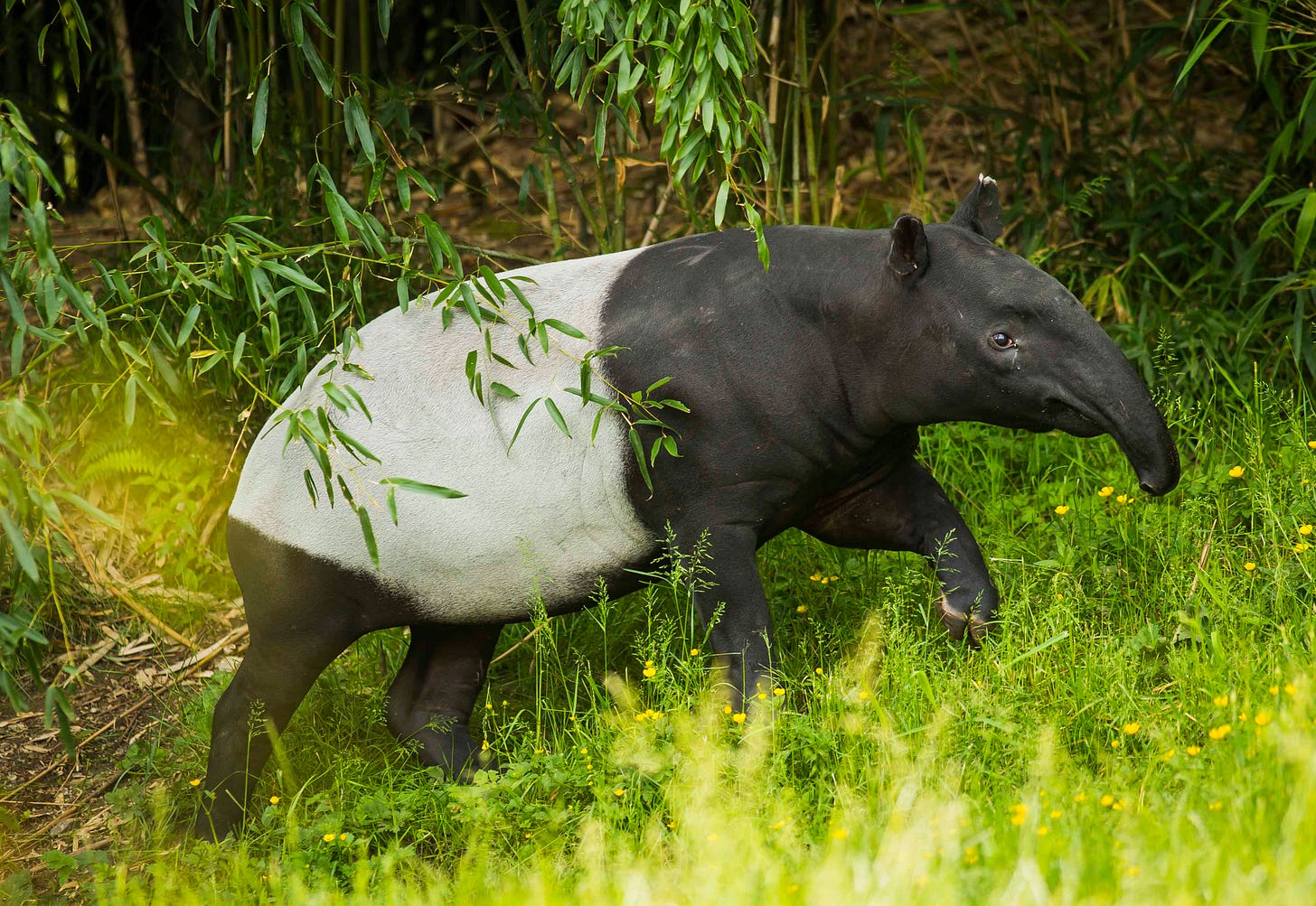 A Malayan tapir walks in long grass