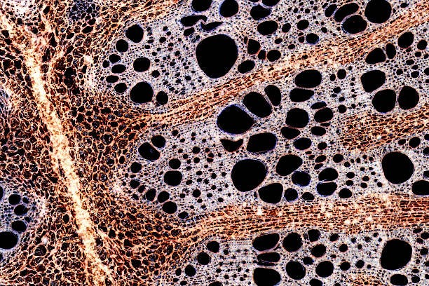 Microscopic Image: stem cross section