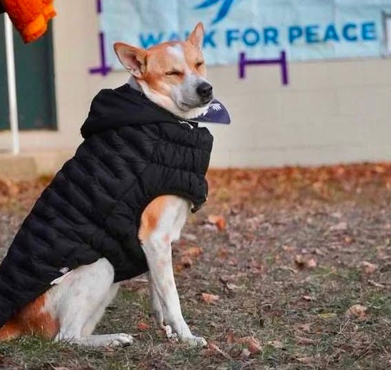 May be an image of dog and text