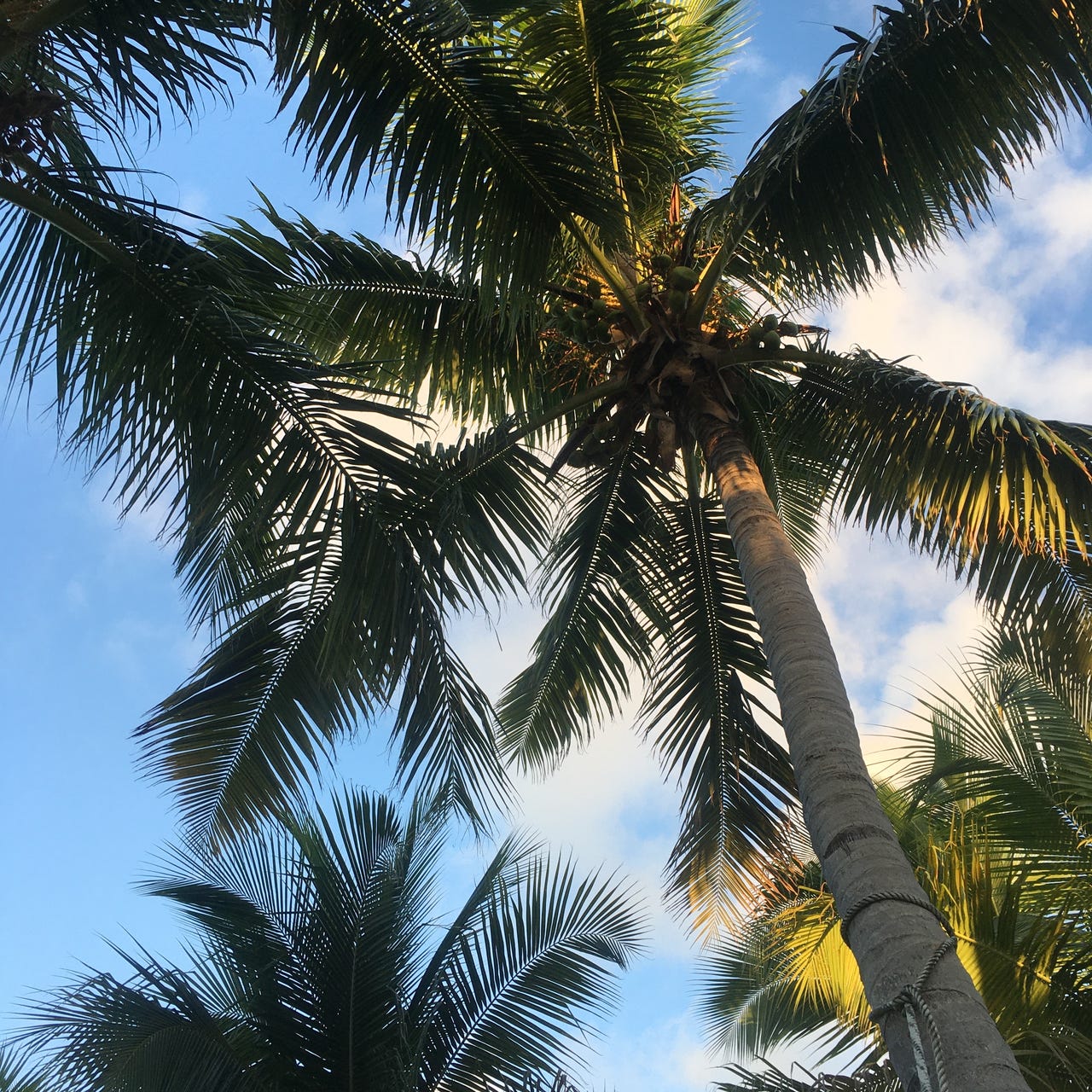 Next War Notes newsletter