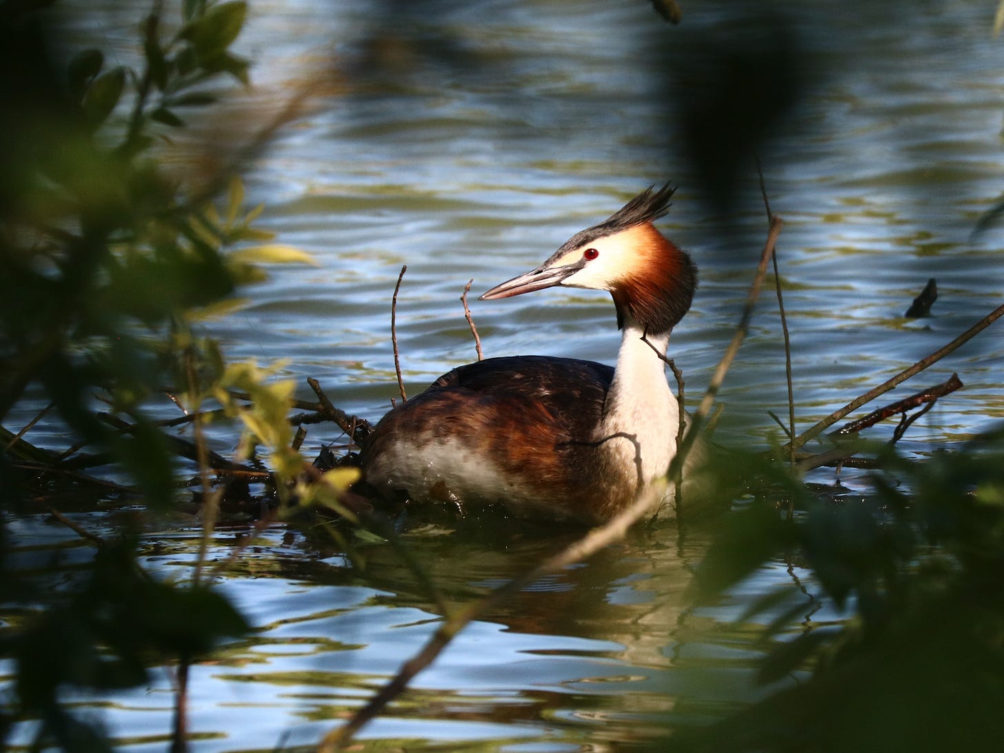 Great Crested Grebe sitting on her nest