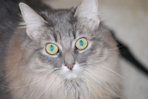 Kali_Close_Up_Cats_And_Dogs_Don't_Like_Each_Other Kali_Close_Up_Cats_And_Dogs_Don't_Like_Each_Other