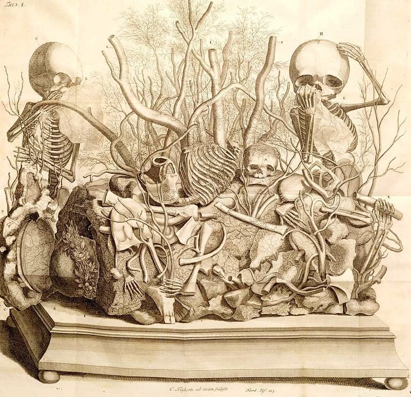 Ruysch skeleton display Ruysch skeleton display