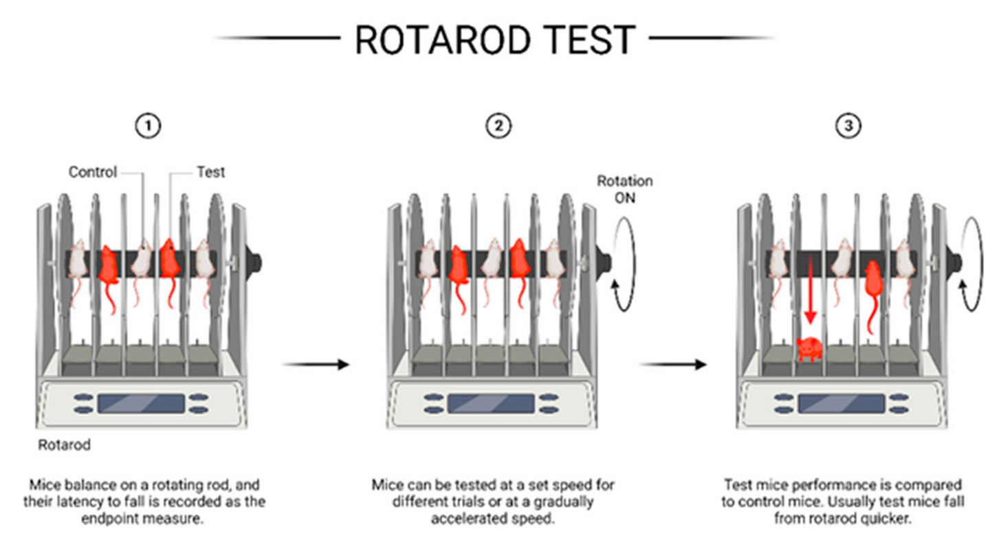 IJMS | Free Full-Text | Motor Behavioral Deficits in the Cuprizone Model:  Validity of the Rotarod Test Paradigm