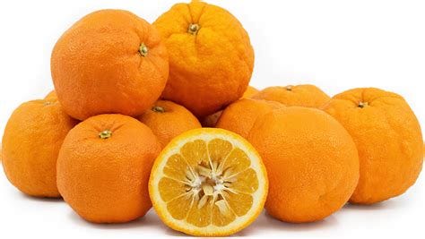 Seville (Bitter) Orange A Complete Culinary Guide, 55% OFF