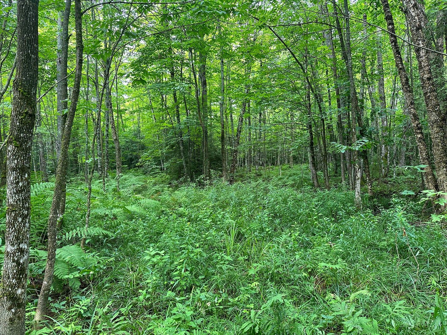 Green ferns blanket the ground and green trees surround a cleared area.
