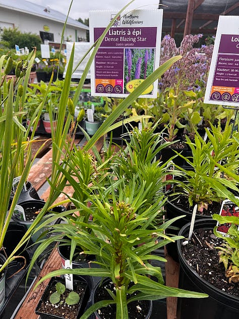 Native plants on a table at Les Serres Bourgeon