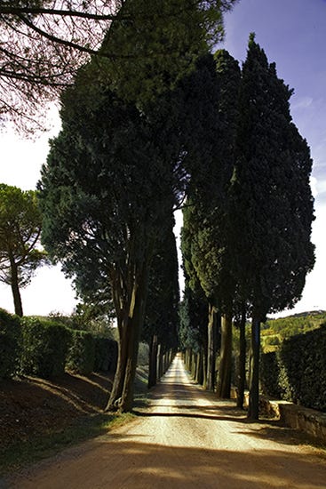 photo of lane of old cedar trees, Tuscany, Italy, by John Hulsey
