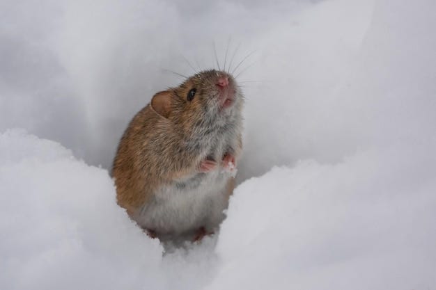 Cute little mouse in the snow in winter close up wild mouse harvest mouse |  Premium Photo