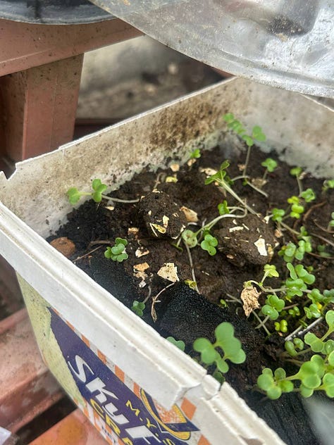 Balcony garden - ornamental plant, pechay seedlings, kangkong in hydroponics. Buhay Copywriter by Regina Peralta.