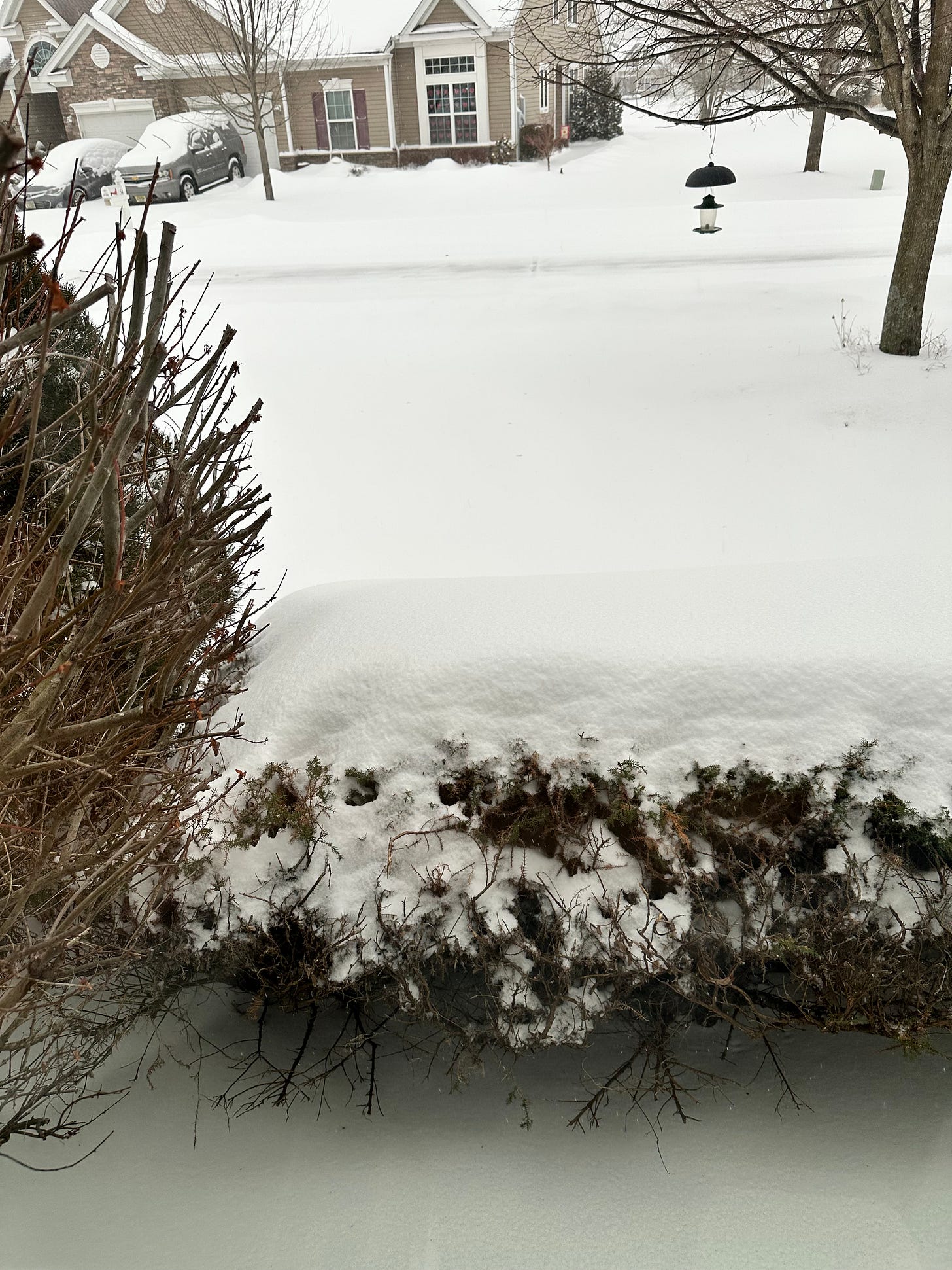 thick layers of snow on the ground and bushes
