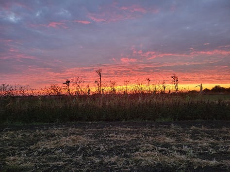 The week around the farm