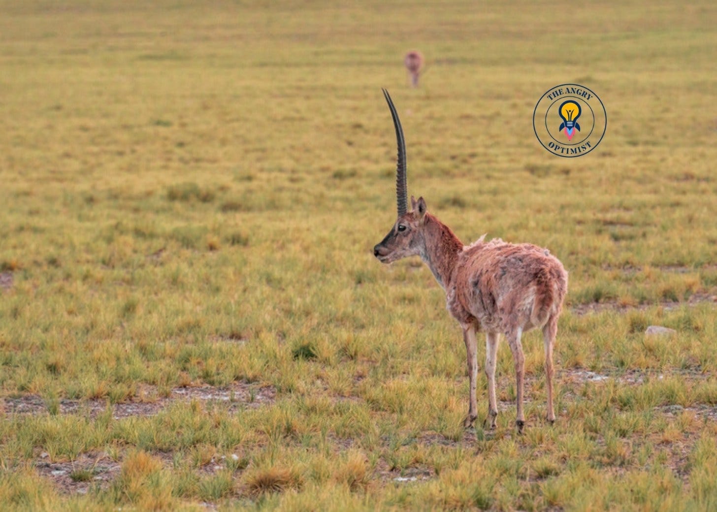 A Tibetan antelope on a grassland A Tibetan antelope on a grassland