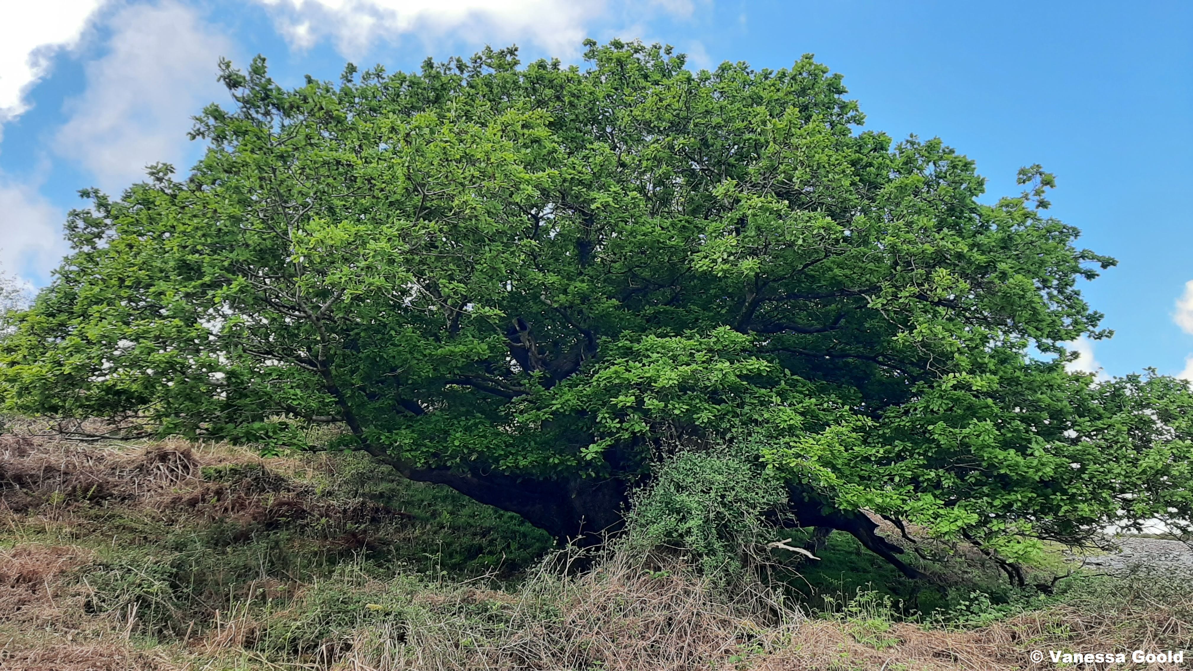 Xismush Tree For the Love of Psithurism, Plant a Tree