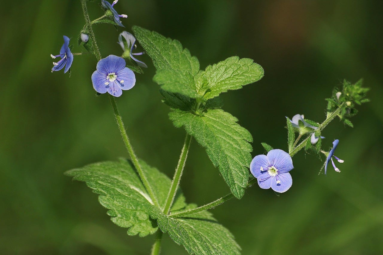 woodlandbard.substack.com - Jonathon Huet - Celebrating Wildflowers.