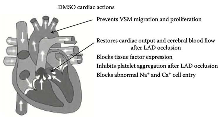cardiac actions