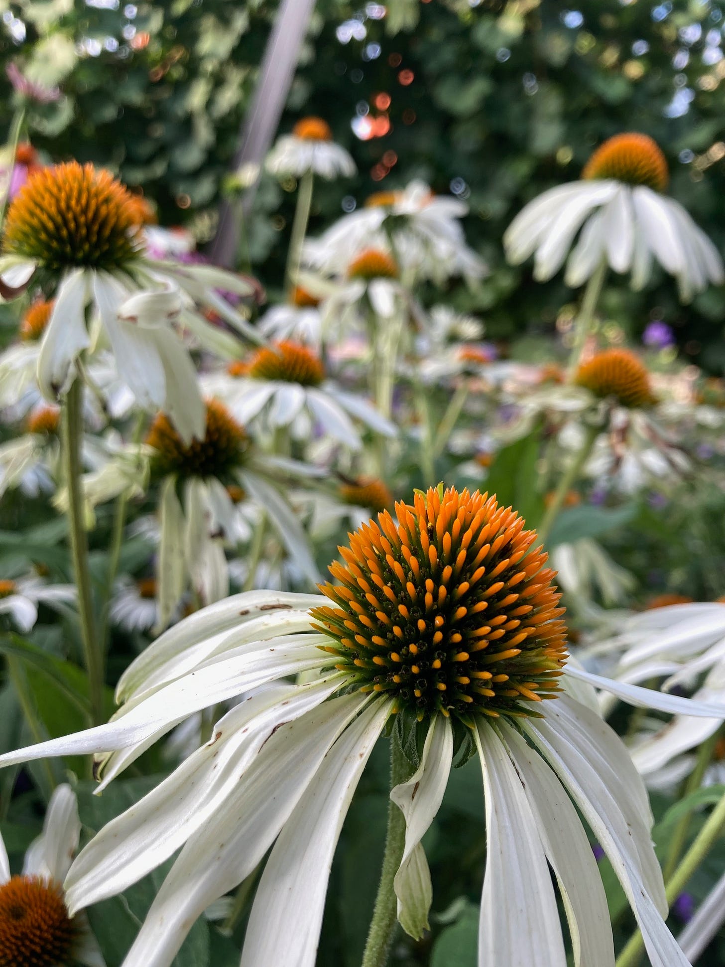 A field of big-ass daisies