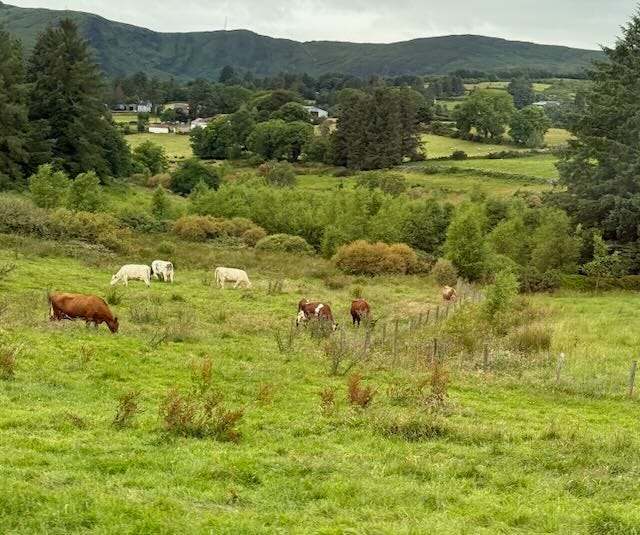 Farms, hedgerows, sheep